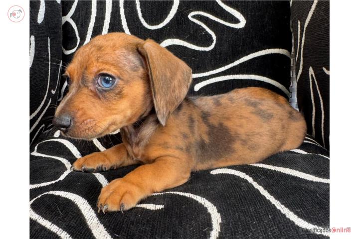 Mini Dachshund macho  Puerto Rico