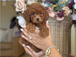 Cockapoo Hermosa! - Los Osos PR, Mascotas Puerto Rico