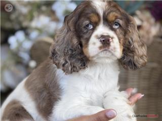 Puerto Rico Cocker Spaniel Exotica! - Los Osos PR, Perros Gatos y Caballos