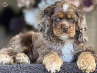 Puerto Rico Cocker Spaniel Merle Choco - Los Osos PR, Perros Gatos y Caballos