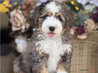 Puerto Rico Mini Bernedoodle Merle - Los Osos PR, Perros Gatos y Caballos
