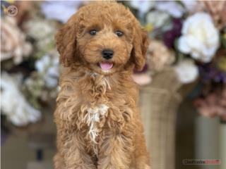 AKC Miniature Poodle Roja! - Los Osos PR, Los Osos PR