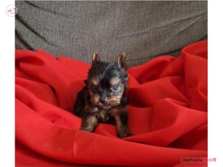 YORKIE TOY MACHO BLACK and GOLD, Puppy