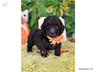 Poodle Mini toy nene con papeles , Happy Tails PR 