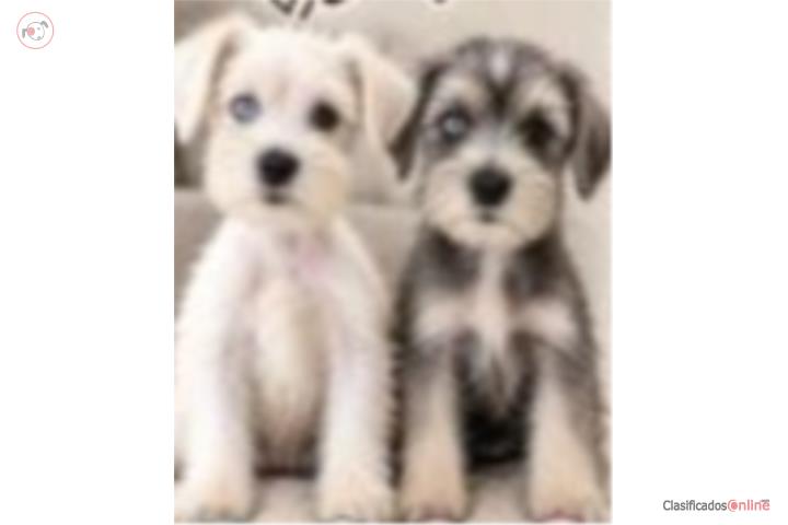 Mini Schnauzer  Puerto Rico