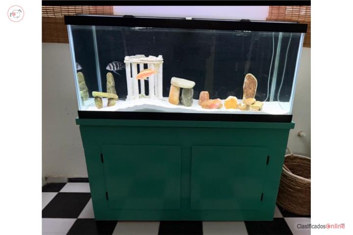 Peces cíclicos y accesorios pecera Puerto Rico