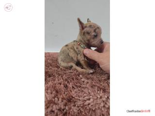 375chihuahua hembra  Puerto Rico
