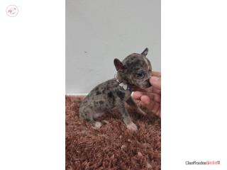 375chihuahua hembra  Puerto Rico