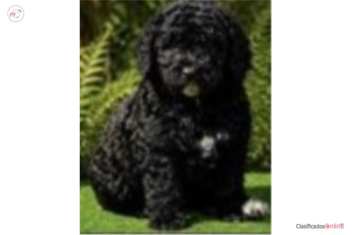 Poodle estándar gris  Puerto Rico