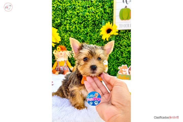 YORKIE TOY GOLD NENE CON PAPELES  Puerto Rico