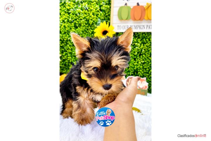 YORKIE TOY NENE CON PAPELES Puerto Rico
