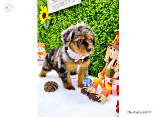 DOODLE MINI NENA , LITTLE PET SHOP
