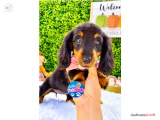 DACHSHUND LONG HAIR NENA CON PAPELES , LITTLE PET SHOP