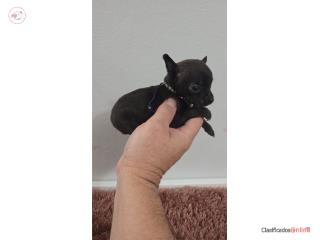 375chihuahua hembra  Puerto Rico