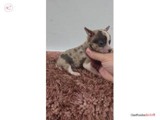 275 chihuahua macho  Puerto Rico