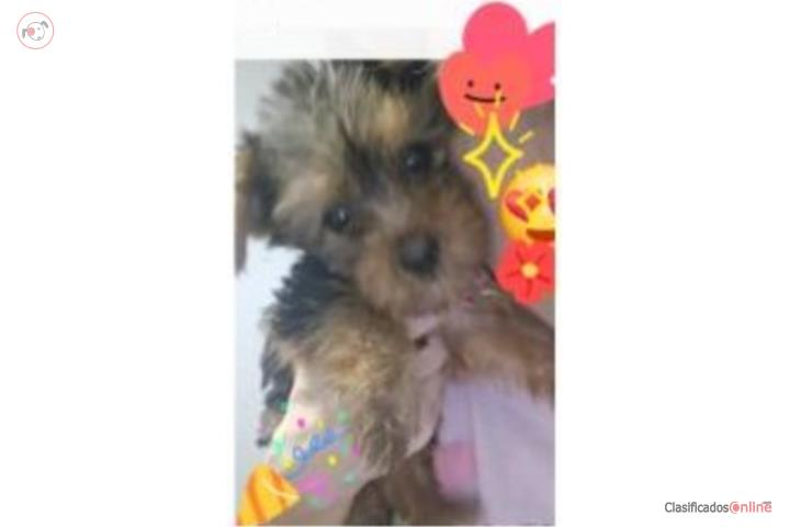 Yorkies macho Puerto Rico