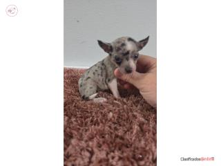 275 chihuahua macho  Puerto Rico