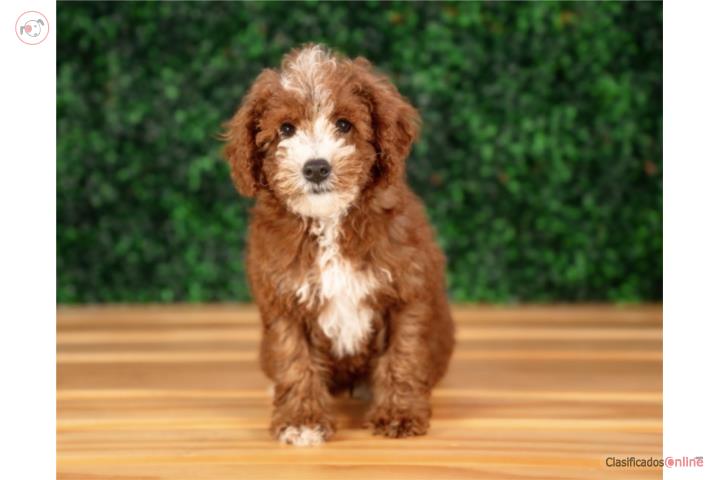 Seth poodle (VISITANOS EN GUAYNABO ) Puerto Rico