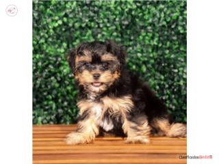 Henley Yorkiepoo (VISITANOS EN GUAYNABO), Puppy Love