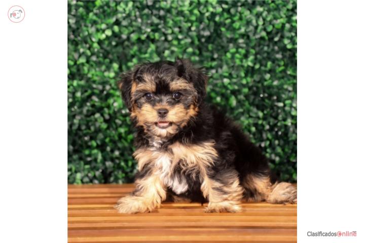 Henley Yorkiepoo (VISITANOS EN GUAYNABO) Puerto Rico