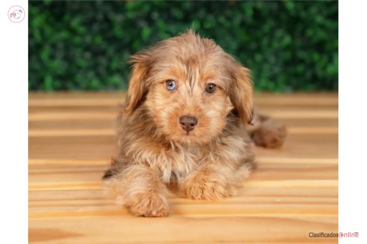 Monte Yorkiepoo (VISITANOS EN GUAYNABO) Puerto Rico