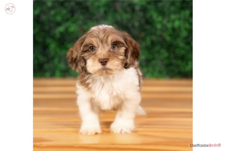 Marty shipoo (VISITANOS EN GUAYNABO) Puerto Rico