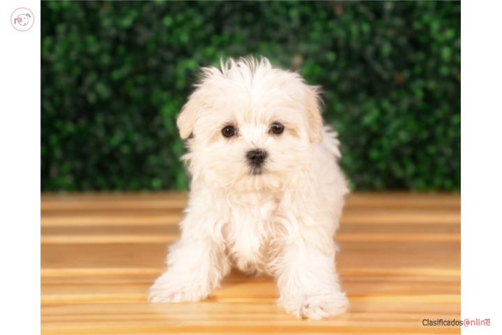 Lancelot Toy Maltese (VISITANOS EN GUAYNABO  Puerto Rico