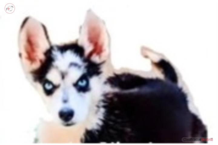 Husky Siberiano Puerto Rico