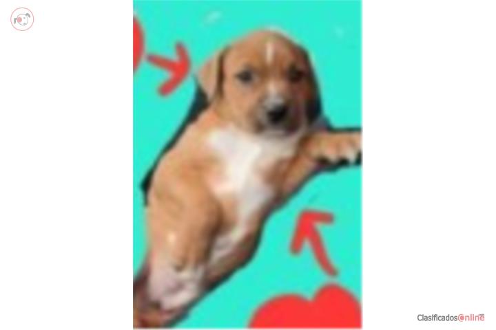 Pitbull de 1 mes y medio Puerto Rico