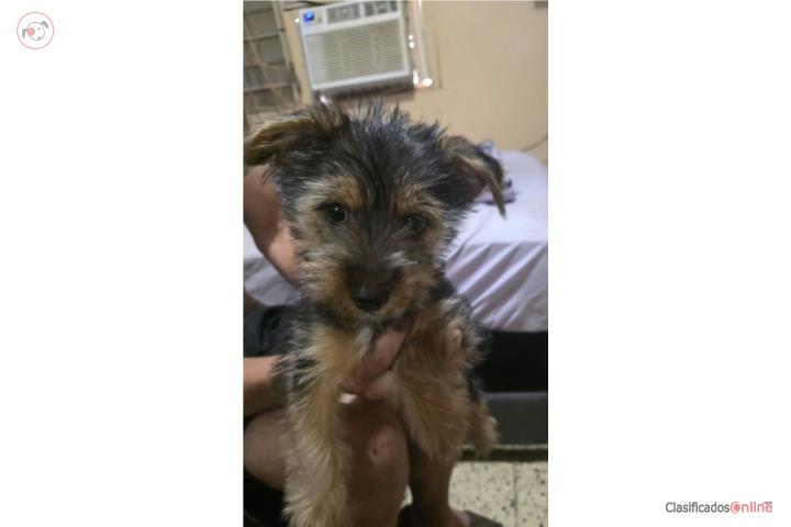 Yorkie X Corgy = Corkie 3 meses  Puerto Rico