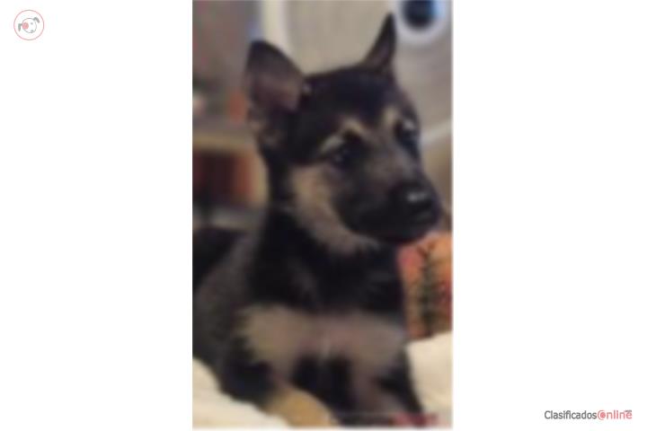 Perros en venta pastor aleman Puerto Rico