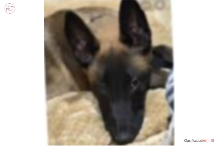 MALINOIS HEMBRA  Puerto Rico
