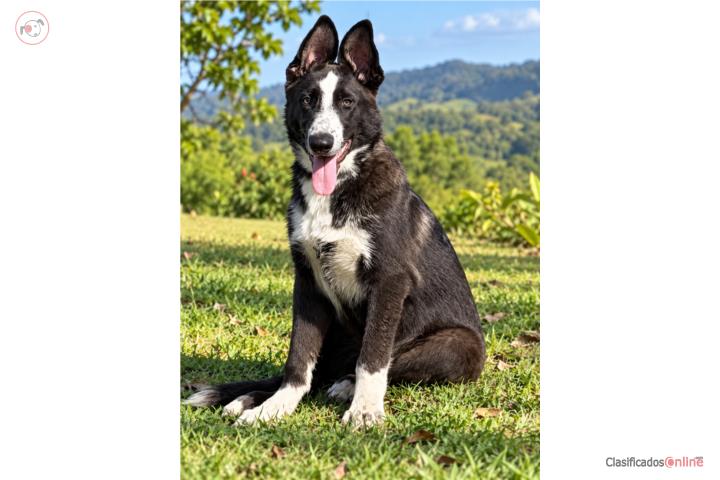 Blue panda German Shepherd AKC Puerto Rico