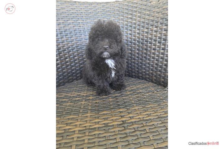 Toy Poodle Macho papeles AKC  Puerto Rico