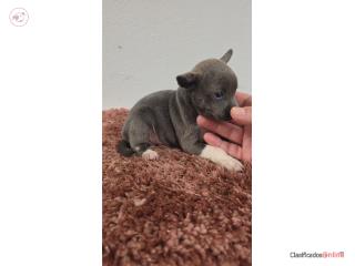 275 chihuahua macho  Puerto Rico