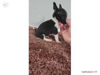 275 chihuahua macho  Puerto Rico