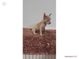 275 chihuahua macho  Puerto Rico