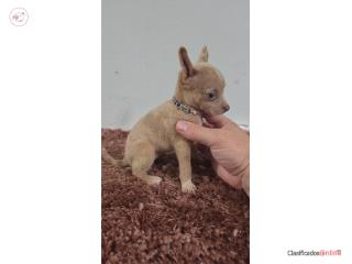 375chihuahua hembra  Puerto Rico