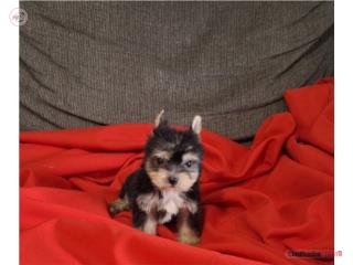 YORKIE TOY HEMBRA , Puppy