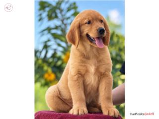 GOLDEN RETRIEVER BIG BONE DARK GOLDEN AKC, Puppy Guy