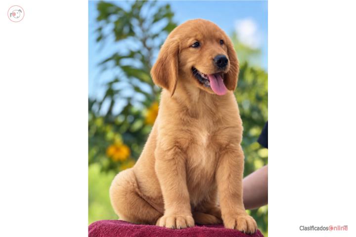 GOLDEN RETRIEVER BIG BONE DARK GOLDEN Puerto Rico