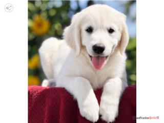 GOLDEN RETRIEVER BIG BONE BLANCOS AKC, Puppy Guy