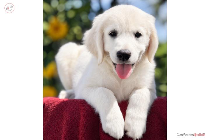 GOLDEN RETRIEVER BIG BONE BLANCOS Puerto Rico