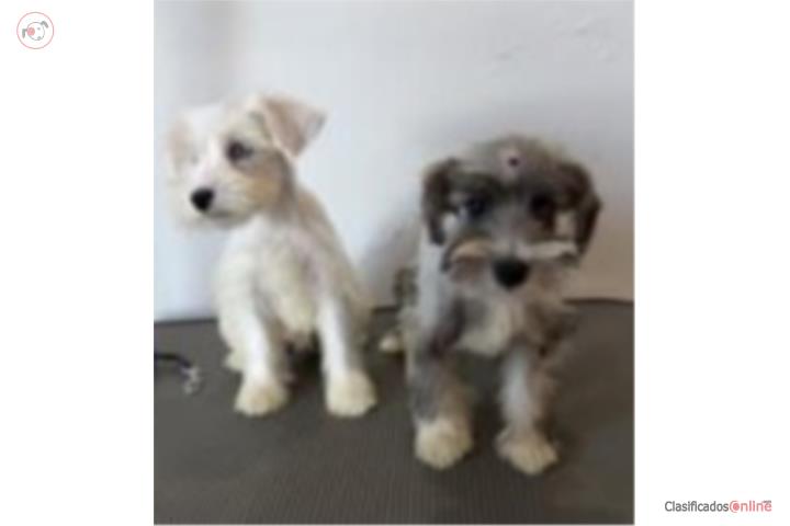 Mini Schnauzer  Puerto Rico