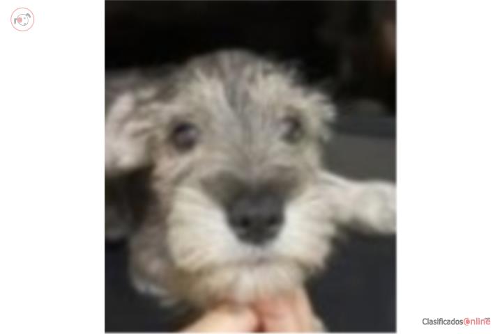 Schnauzer  Puerto Rico
