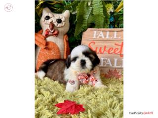Shih Tzu Nene con papeles , Happy Tails PR 