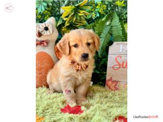 Golden Retriever Nene con papeles , Happy Tails PR 