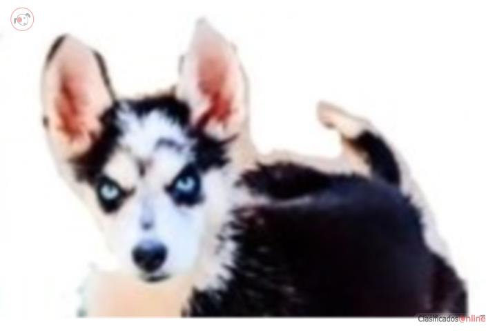 Husky Siberiano Puerto Rico