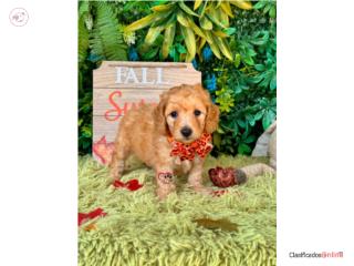 Poodle Mini toy Nene con Papeles , Happy Tails PR 