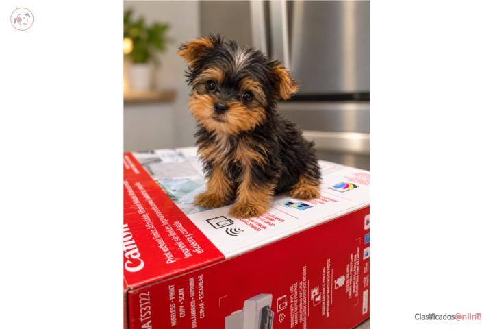 TOY YORKIE MACHO CALIDAD Puerto Rico